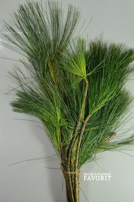 Саженцы Сосна гималайской в Кишиневе. Pinus wallichiana in Moldova |  PLANTE.md