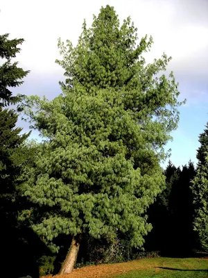 Сосна гималайская СЕМЕНА (Pinus wallichiana) Натуральные семена сосны для  проращивания (10 семян) | AliExpress