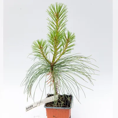 Сосна гималайская, или Сосна Гриффита, Pinus Wallichiana \"Densa Hill\". Фото