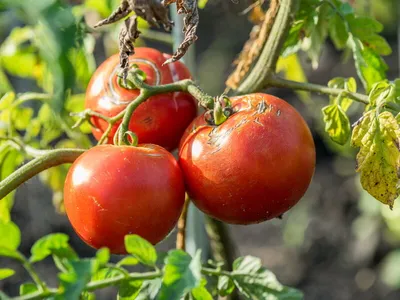 Как вывести вершинную гниль из помидоров - что делать, народные методы |  Новости РБК Украина