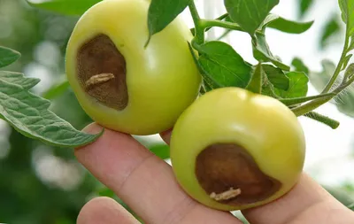 Вершинная гниль: лечение помидоров. Чем подкормить и опрыскать томаты от  вершинной гнили | Советы Садоводам