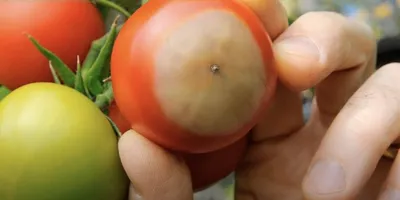 Как бороться с вершинной гнилью томатов и перцев - Лайфхакер