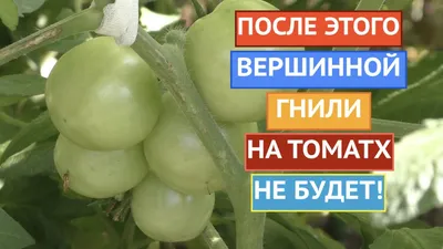 Гниль на помидорах | Огородник