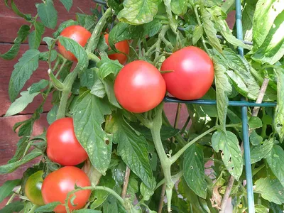 Вершинная гниль томатов: причины, препараты, устойчивые сорта