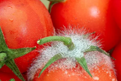 Почему чернеют зеленые помидоры на кусту - вершинная гниль томатов - Главред