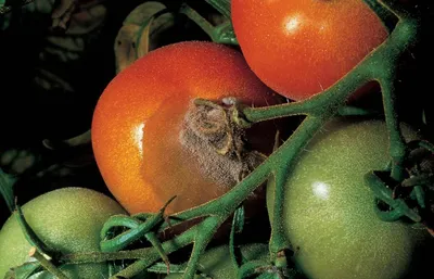 Блог Onsad.ru :: Вершинная гниль (Подгнивание плодов томата с нижней части)  - Купить семена почтой в интернет магазине «Онсад».