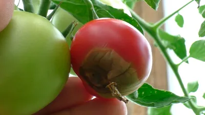 Семена почтой - seedspost.ru - Как победить вершинную гниль томатов? 🍅  Вершинная гниль поражает томаты в период созревания. Болезнь неприятная, но  прекрасно поддаётся лечению. Сегодня объясним, какие меры нужно принимать,  чтобы овощи