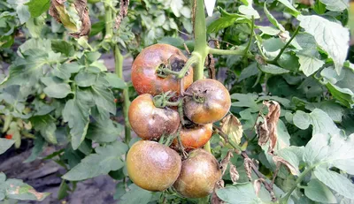Как избавиться от гнили на помидорах: простые и эффективные советы | Огород  круглый год/Загородный портал | Дзен