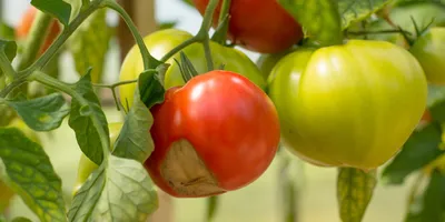 Почему гниют помидоры? Причины и борьба с вершинной гнилью - МК-Латвия