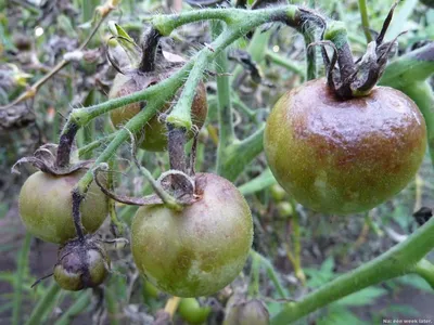 Серая гниль томата | Болезни растений | «Сингента» в России