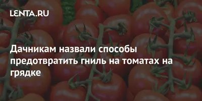 Называем причины, по которым у таганрожцев гниют помидоры