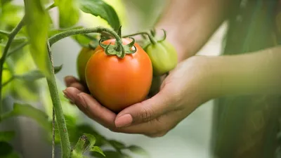 Серая гниль томата | Болезни растений | «Сингента» в России