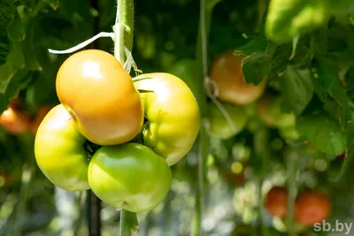 Фитофтороз (фитофторозная гниль) томатов — Центр по борьбе с  трудноискоренимыми болезнями растений