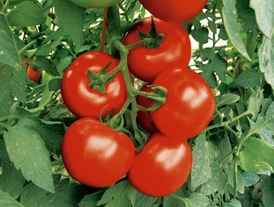 Опрыскайте этим средством помидоры и перцы: вершинная гниль исчезнет  навсегда