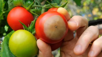 Вершинная гниль помидоров - что делать - чем поливать томаты от гнили