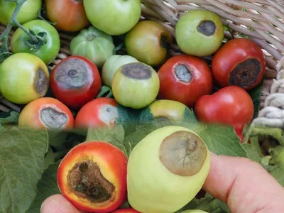 Вершинная гниль томатов: причины появления и способы борьбы