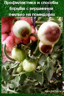 Пятна и гниль на помидорах - причины болезни и что делать - Телеграф