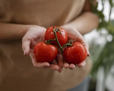 Дачникам назвали способы предотвратить гниль на томатах на грядке:  Окружающее пространство: Забота о себе: Lenta.ru