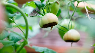 Почему гниют помидоры на грядках - как их спасти - болезни - методы борьбы  - Lifestyle 24