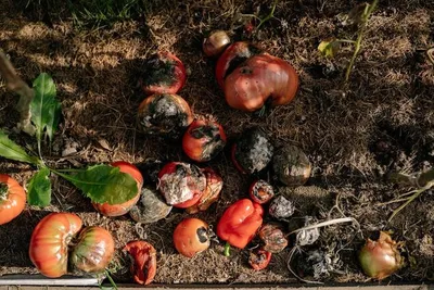 Гниль на помидорах серая, белая и черная: каковы отличия от пятнистости  листьев, как бороться, чем лечить плоды томатов в теплице, как избавиться  на рассаде?