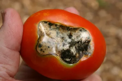 Вершинная гниль томатов: лечение с помощью сульфата магния | ОГОРОД.сайт
