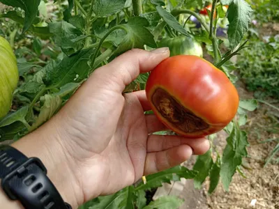 Вершинная гниль на помидорах в теплице: как бороться