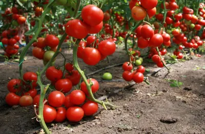 Гниль помидоров - как избавиться от черных пятен на овощах | OBOZ.UA