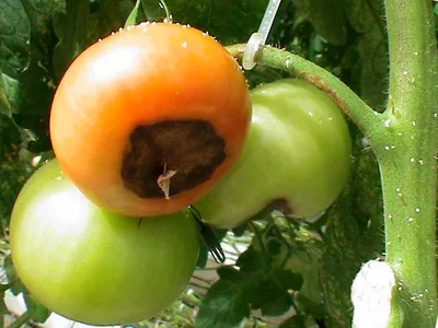 Серая гниль томатов в теплице – фото и лечение, препараты, народные  средства, профилактика