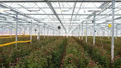 Голландские клещи, гигантские теплицы и отпуск для цветов: Как выращивают  тысячи роз под Екатеринбургом
