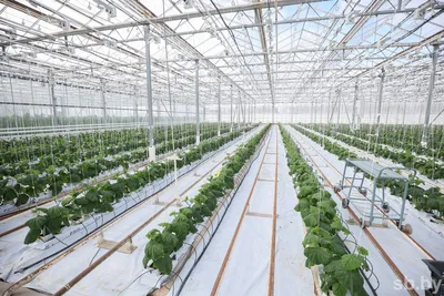 Как увеличить производство огурцов и помидоров в несезон — на примере  хозяйства в Полоцком районе