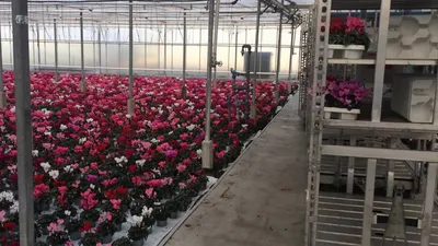 Промышленные теплицы. Выращивание цветов в Голландии. Январь 2017г. -  YouTube
