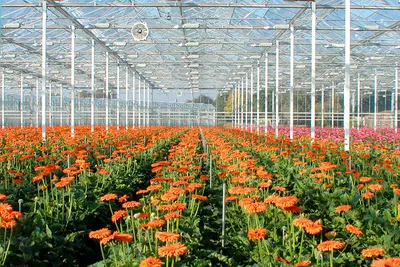 Новые технологичные голландские теплицы от компании «Novedades Agricolas»