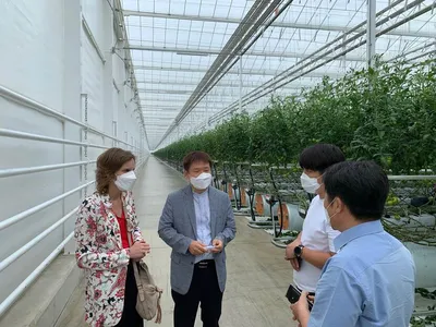 Южнокорейский производитель томатов построил полузакрытую теплицу -  gInfo.news