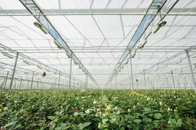 Голландские клещи, гигантские теплицы и отпуск для цветов: Как выращивают  тысячи роз под Екатеринбургом