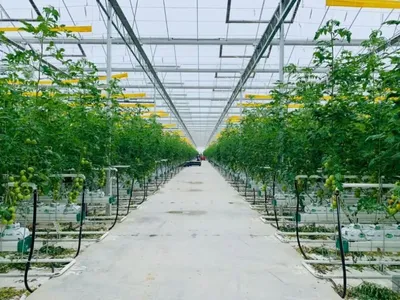 Тепличный комплекс по выращиванию томатов открыт в Пицунде - 08.04.2016,  Sputnik Абхазия
