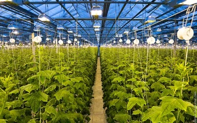 Воздушный вид сверху Venlo или голландского завода теплицы Стоковое  Изображение - изображение насчитывающей фотосинтез, удерживание: 191148665