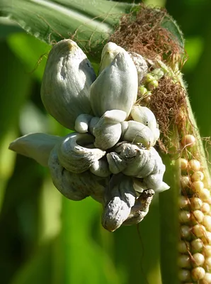 Головня кукурузы фото фотографии