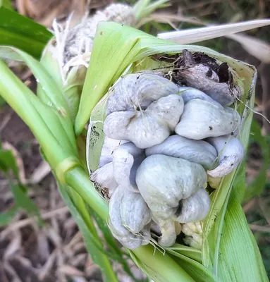 Что с моей кукурузой? | Пикабу