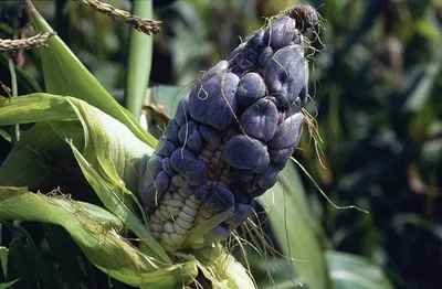 Пузырчатая головня кукурузы (Ustilago maydis). Фото на сайте \"Грибы:  информация и фотографии\"