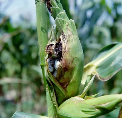 Оказывается кукуруза тоже болеет - это так называемая Пузырчатая головня /  Кукуруза :: болезнь - JoyReactor