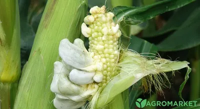 Пузырчатая головня кукурузы