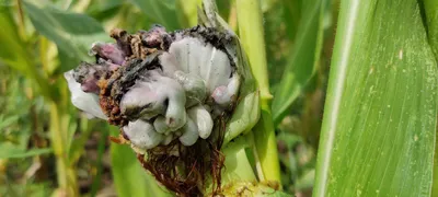 ТОП-11 болезней кукурузы