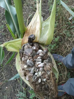 Пузырчатая головня. Заболевания кукурузы.Симптоматика и способы борьбы с  заражением кукурузных всходов грибными спорами