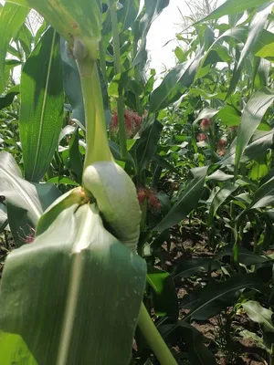 Болезни сахарной кукурузы Выращивание кукурузы