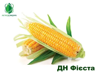 Сигнализационное сообщение №56 от 09.08.2023 г Пузырчатая головня кукурузы