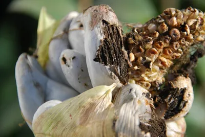 Самые частые заболевания кукурузы: как её \"лечить\"