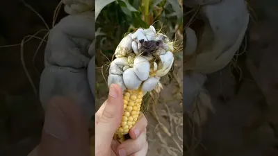 Пузырчатая головня кукурузы - YouTube