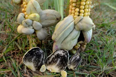 Порнография кукурузы вызвало грибком Стоковое Фото - изображение  насчитывающей природа, грибок: 197920150