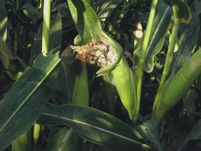 гибрид кукурузы Северина ФАО 140 купить в Кабардино-Балкарской Республике |  70751