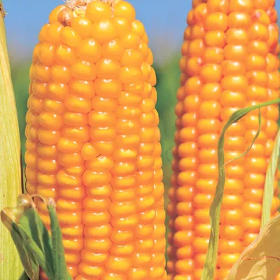 Кукуруза ДН Фиеста, купить семена по выгодной цене в Украине ООО\"Проскура\"